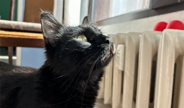 alt text tiếng Việt: Ảnh chụp chân dung tự động bằng iPhone 15 Plus, chủ thể nổi bật, hậu cảnh mờ tự nhiên