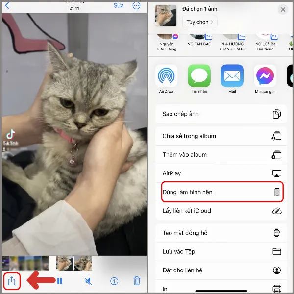 alt: Thao tác chia sẻ Live Photo và chọn dùng làm hình nền trên iPhone