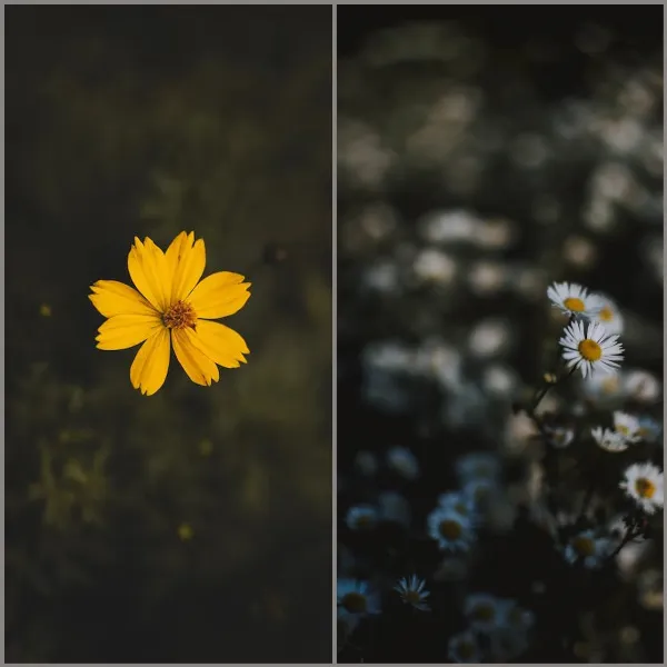 Hình nền hoa đẹp cho iPhone, giúp cho điện thoại của bạn trở nên tươi tắn và hấp dẫn hơn rất nhiều 1 ảnh chụp màn hình điện thoại iPhone hiển thị bộ sưu tập hình nền hoa