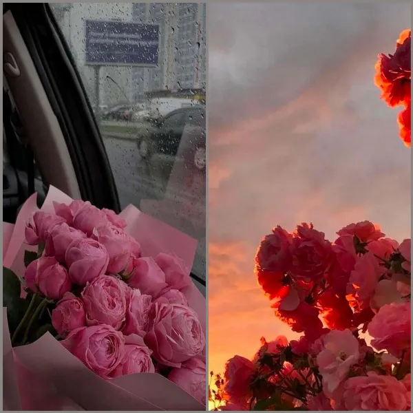 Hình nền hoa mẫu đơn (Peony) cho iPhone cực đẹp với chất lượng cao nhất, cho bạn cảm giác tươi mới 2 Hình nền hoa mẫu đơn cho iPhone