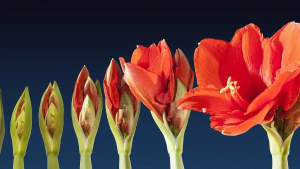 Time-lapse là gì? Cách quay video tua nhanh (Time-lapse) trên iPhone để ghi lại toàn bộ quá trình 2 Quá trình hoa nở được ghi lại bằng kỹ thuật Floral Time-lapse