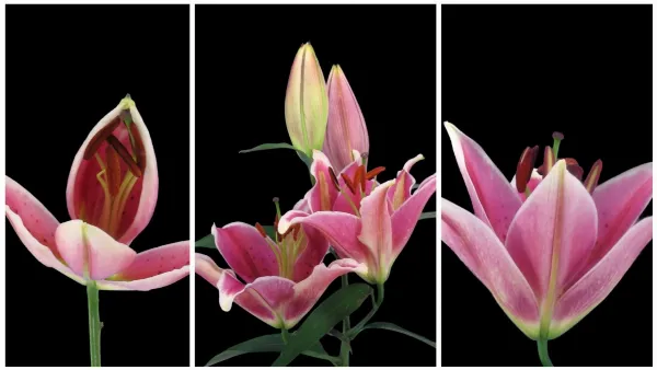 Time-lapse là gì? Cách quay video tua nhanh (Time-lapse) trên iPhone để ghi lại toàn bộ quá trình 7 Ứng dụng đa dạng của kỹ thuật Time-lapse